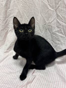 Rescue Domestic Short Hair Cats for Adoption in Newberg, Oregon - Shirley | PetCurious