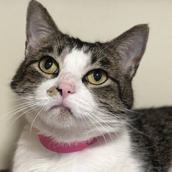Domestic Short Hair Cats Available for Adoption - Clementine | PetCurious