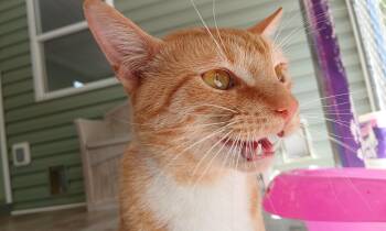 Domestic Short Hair Cats Available for Adoption in Cullowhee, North Carolina - Thurgood | PetCurious