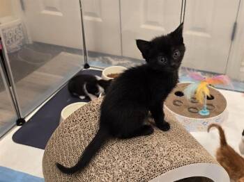 Domestic Short Hair Cats Available for Adoption in Camarillo, California - LILITH | PetCurious