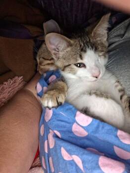 Blink -  Domestic Short Hair Cat for Adoption in Dayton, Ohio - Blink | PetCurious