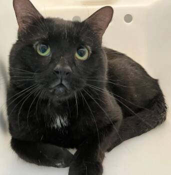 Domestic Short Hair Cats Available for Adoption - Fenrir | PetCurious