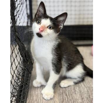 King Tutt -  Domestic Short Hair Cat for Adoption in Baltimore, Maryland - King Tutt | PetCurious