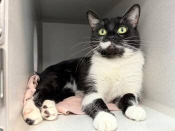 Lazuli -  Domestic Short Hair Cat for Adoption in New York, New York - Lazuli | PetCurious