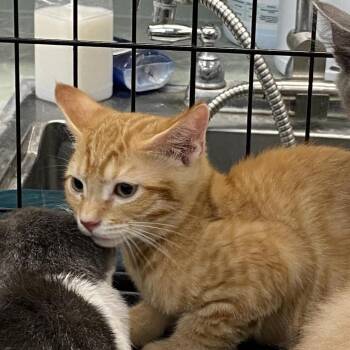 Reasons You Are Late For Work 1_2_3 -  Domestic Short Hair Cat for Adoption in Westminster, California - Reasons You Are Late For Work 1_2_3 | PetCurious