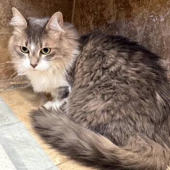 Domestic Long Hair Cats Available for Adoption in Los Angeles, California - Jazzy | PetCurious