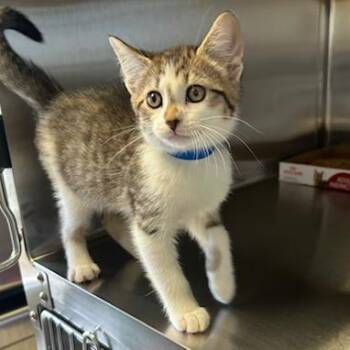 Domestic Short Hair Cats Available for Adoption in Knoxville, Tennessee - Chowder | PetCurious
