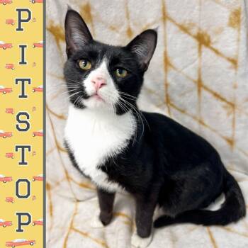 Rescue Domestic Short Hair Cats for Adoption in Arlington Heights, Illinois - Pitstop | PetCurious