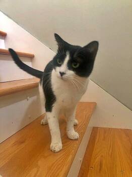 Rescue Domestic Short Hair Cats for Adoption in Orange City, Florida - Felix Sylvester | PetCurious