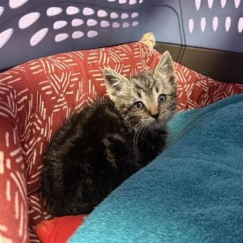 Rescue Domestic Short Hair Cats for Adoption in El Paso, Texas - 59829399 | PetCurious