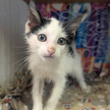 Rex -  Domestic Short Hair Cat for Adoption - Rex | PetCurious