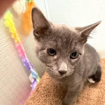 Domestic Short Hair Cats Available for Adoption in League City, Texas - Josephine | PetCurious
