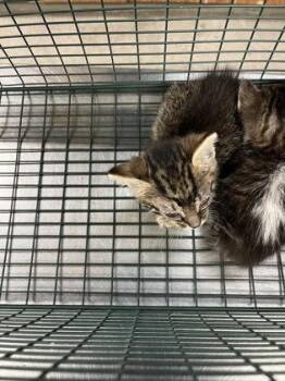 Domestic Short Hair Cats Available for Adoption in Gainesville, Florida - Celeste | PetCurious