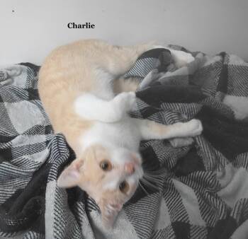 Charlie -  Domestic Short Hair Cat for Adoption in Morehead, Kentucky - Charlie | PetCurious