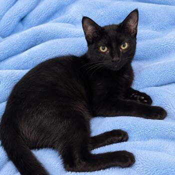 Phoebe -  Domestic Short Hair Cat for Adoption in Tucson, Arizona - Phoebe | PetCurious