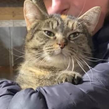 Domestic Short Hair Cats Available for Adoption - Patsy Kline | PetCurious