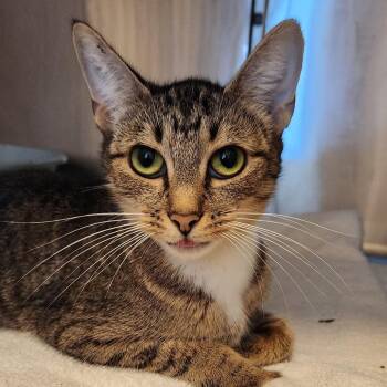 Domestic Short Hair Cats Available for Adoption in Chapel Hill, North Carolina - Goldie | PetCurious