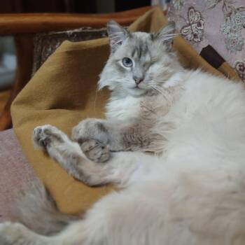 Ragdoll and Himalayan Cats Available for Adoption - Bebop M | PetCurious