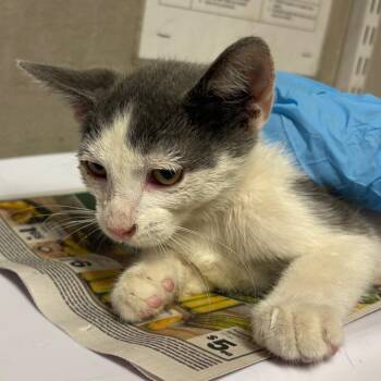 Toupee -  Domestic Short Hair Cat for Adoption in Yuma, Arizona - Toupee | PetCurious