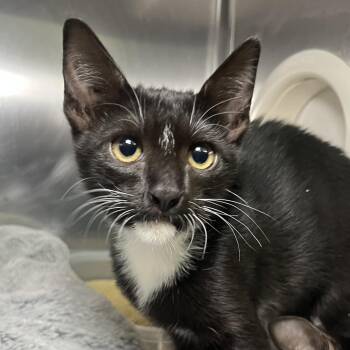 Raphaela -  Domestic Short Hair Cat for Adoption in Palm Springs, California - Raphaela | PetCurious