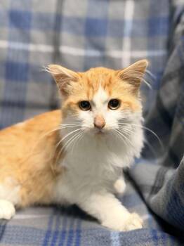 Auggie -  Domestic Long Hair Cat for Adoption in Jackson, Michigan - Auggie | PetCurious