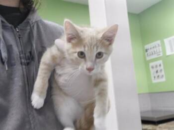 TATE -  Domestic Short Hair Cat for Adoption in Omaha, Nebraska - TATE | PetCurious