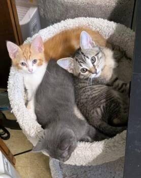 Cupcake -  Domestic Short Hair Cat for Adoption in San Antonio, Texas - Cupcake | PetCurious