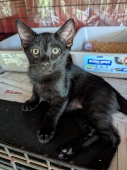 Geordie -  Domestic Short Hair Cat for Adoption in Fischer, Texas - Geordie | PetCurious