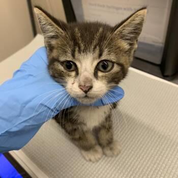 Rambo -  Domestic Short Hair Cat Available for Adoption in Morganton, North Carolina - Rambo | PetCurious