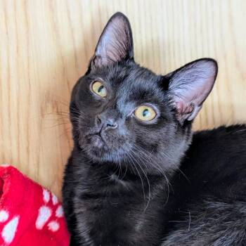 Rescue Domestic Short Hair Cats for Adoption in Evanston, Illinois - Zamboni | PetCurious