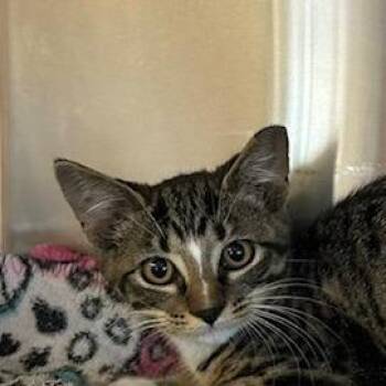 Cooper -  Domestic Short Hair Cat for Adoption in Knoxville, Tennessee - Cooper | PetCurious