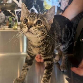 Tuna Turner -  Domestic Short Hair Cat for Adoption in Louisville, Kentucky - Tuna Turner | PetCurious