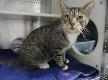 PANTHER -  Domestic Short Hair Cat for Adoption in Fort Lauderdale, Florida - PANTHER | PetCurious