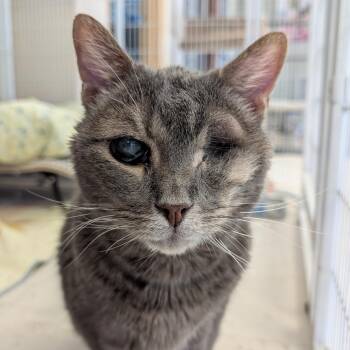 Prism -  Domestic Short Hair Cat for Adoption in St. Louis, Missouri - Prism | PetCurious