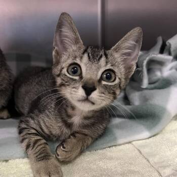 Yoni -  Domestic Short Hair Cat for Adoption - Yoni | PetCurious