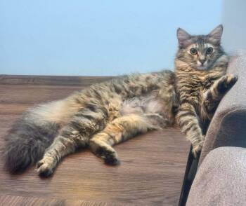 Maine Coon and Siberian Cats Available for Adoption in Bedford Hills, New York - Bramble Is A Beauty Inside And Out SUPER EXOTIC EMERGENCY Doha K | PetCurious