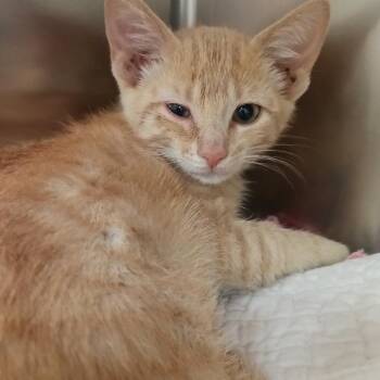 Domestic Short Hair Cats Available for Adoption in Galveston, Texas - Runner | PetCurious