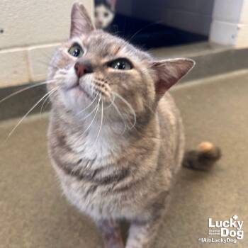 Domestic Short Hair Cats Available for Adoption in Washington, District Of Columbia - Tipsy | PetCurious