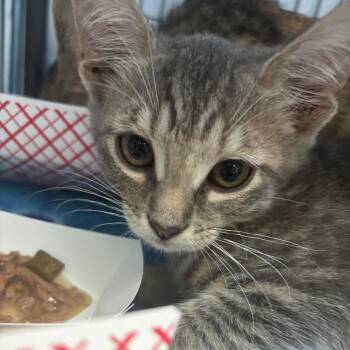 Zoey -  Domestic Short Hair Cat for Adoption in Lakeland, Florida - Zoey | PetCurious