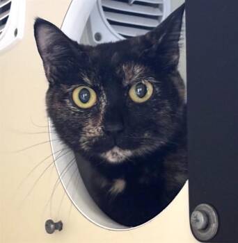 Domestic Short Hair Cats Available for Adoption in Dedham, Massachusetts - ONYX | PetCurious