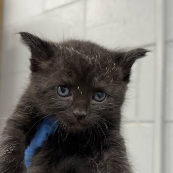 Washington -  Domestic Short Hair Cat for Adoption in Summerville, South Carolina - Washington | PetCurious