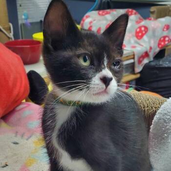 Tauntaun -  Domestic Short Hair Cat for Adoption in Westminster, California - Tauntaun | PetCurious