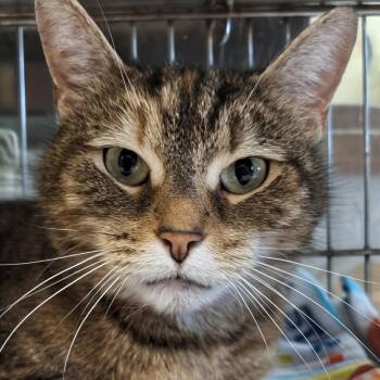 Domestic Short Hair Cats Available for Adoption in West Jefferson, Ohio - Lunar | PetCurious