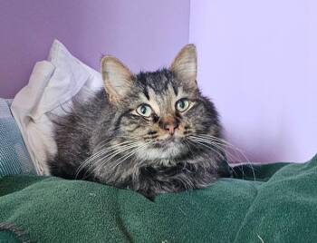 Domestic Long Hair Cats Available for Adoption in Herndon, Virginia - Bandit & Fat Boy BONDED | PetCurious