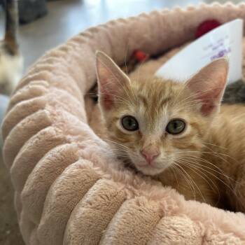 Domestic Short Hair Cats Available for Adoption in Leander, Texas - Babylon | PetCurious
