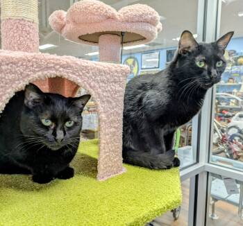 Rescue American Shorthair Cats for Adoption in Frederick, Maryland - Morgan & Berkley | PetCurious