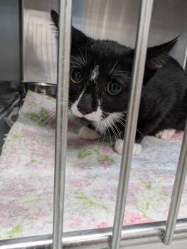 Harlow -  Domestic Short Hair Cat for Adoption in Angola, Indiana - Harlow | PetCurious