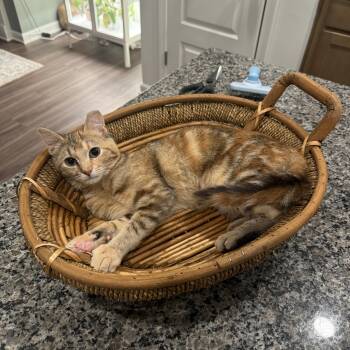 Jupiter (bonded with Europa) -  Domestic Short Hair Cat for Adoption in Rossville, Georgia - Jupiter (bonded With Europa) | PetCurious