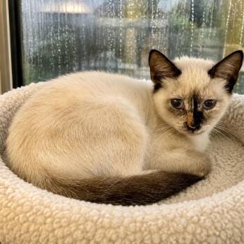 Candy -  Domestic Short Hair Cat for Adoption in NEW PT RICHEY, Florida - Candy | PetCurious