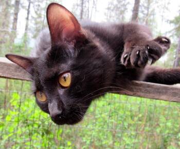 Rescue Domestic Short Hair Cats for Adoption in Newport, Washington - Juanita | PetCurious
